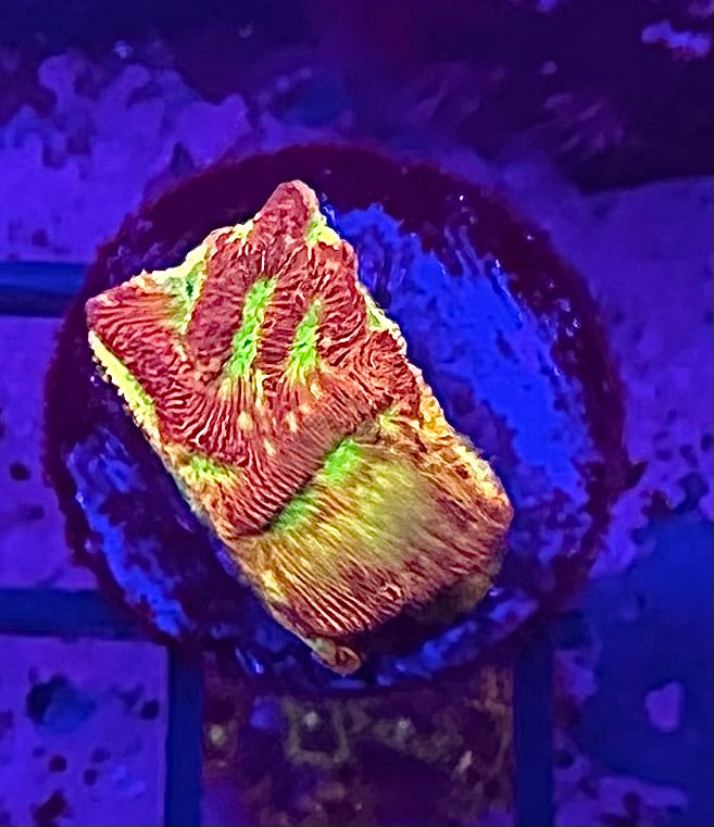 JF Jack-o'-lantern Lepto