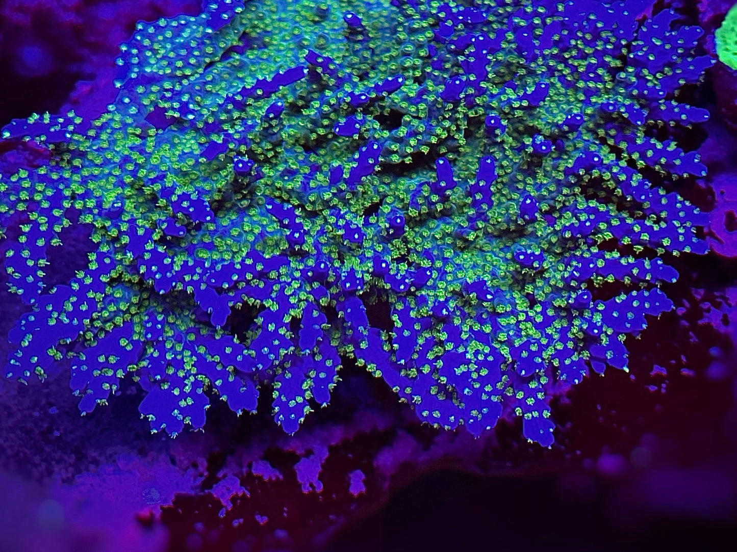 Cobalt Bonsai