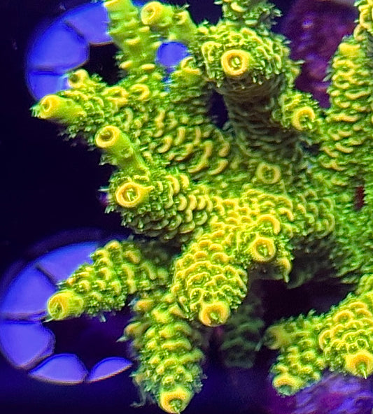 Oregon Ducks Millepora